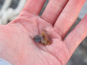 baby rudy june 12 033